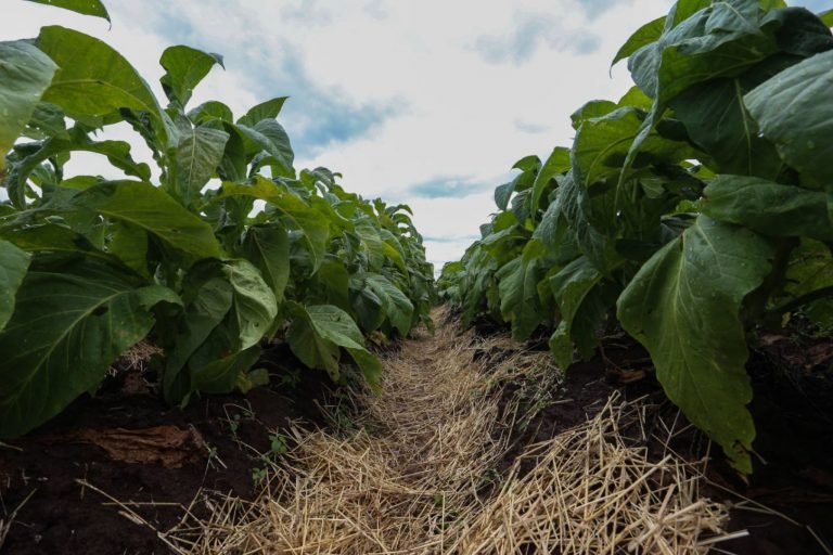 Agropecuária - plantações - tabaco
