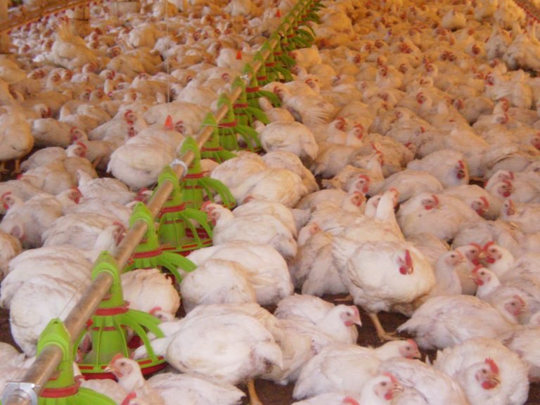 Agropecuária - criação de animais - produção frango aves exportação carne