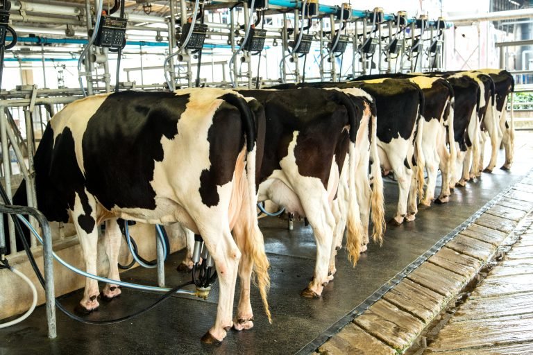 Vacas leiteiras enfileiradas para ordenha