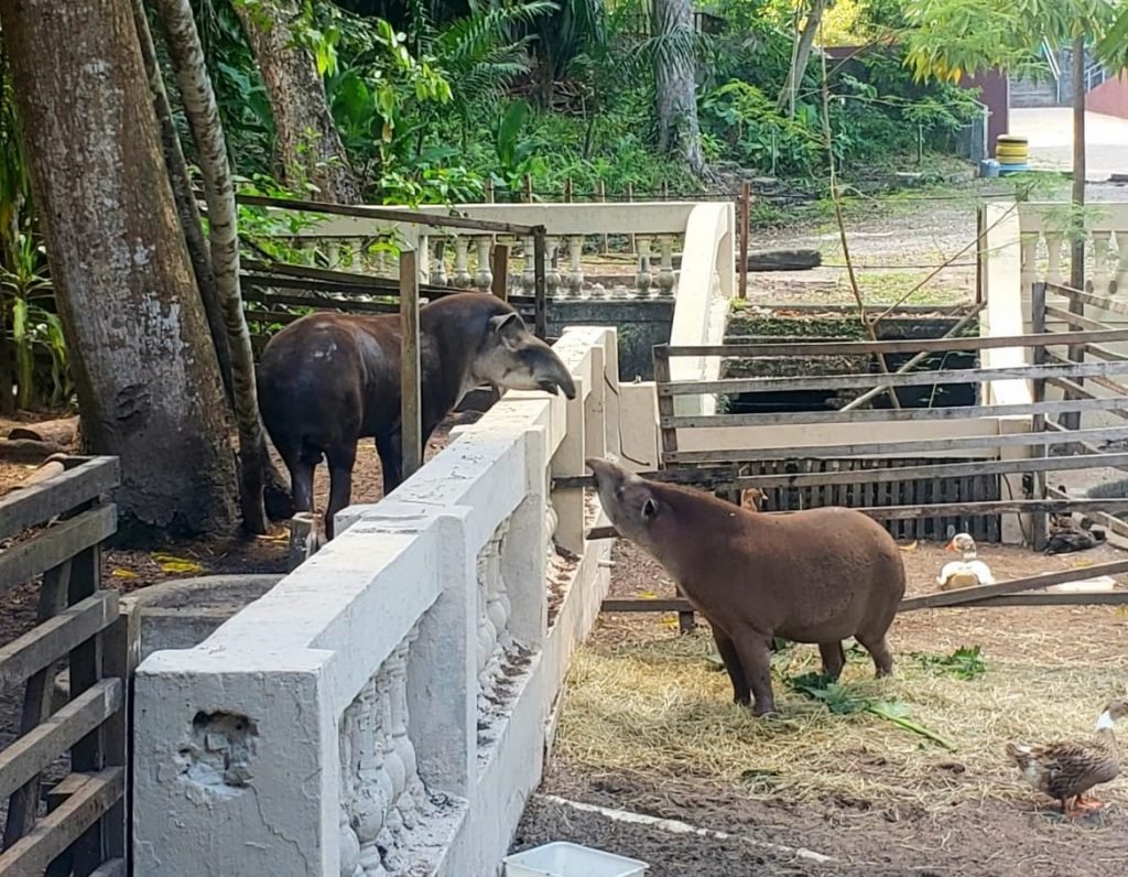 Anta macho e duas fêmeas de macaco-da-savana chegam ao Parque Zoobotânico Arruda Câmara
