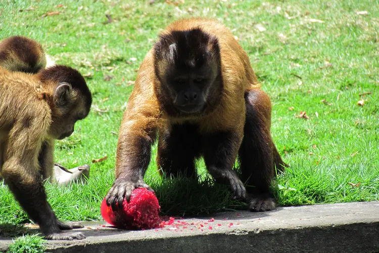 Prefeitura de João Pessoa adota cuidados especiais com os animais da Bica e plantas ornamentais