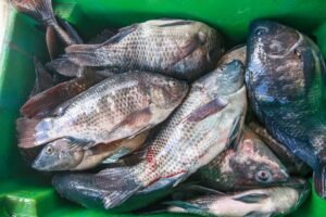Prefeitura de João Pessoa realiza Semana do Pescado na Cecaf de 1º a 4 de abril