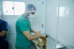 Cadastro para castração de cães e gatos no Centro de Controle de Zoonoses termina nesta quinta-feira