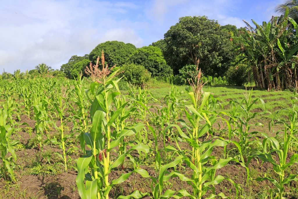 Agricultura familiar garante milho para o período de São João e São Pedro em João Pessoa