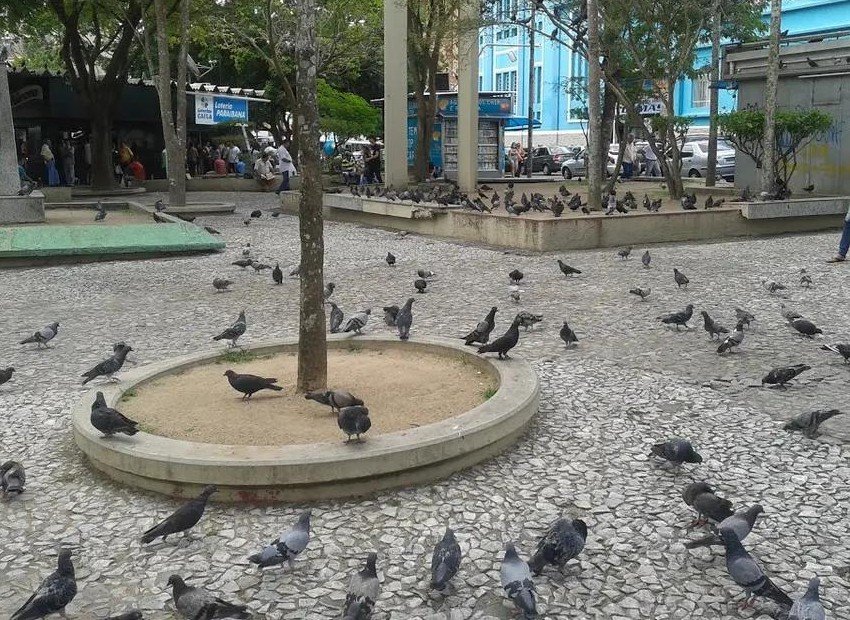 Secretaria Municipal de Saúde orienta a população com relação ao manejo correto de pombos