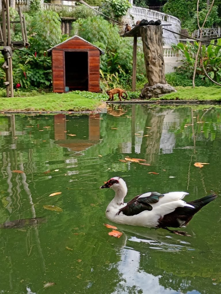 Parque Zoobotânico Arruda Câmara estará aberto para visitação no feriado de São João