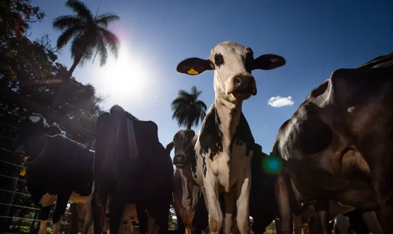Preço da carne não deve baixar no Brasil mesmo com veto da União Europeia às exportações