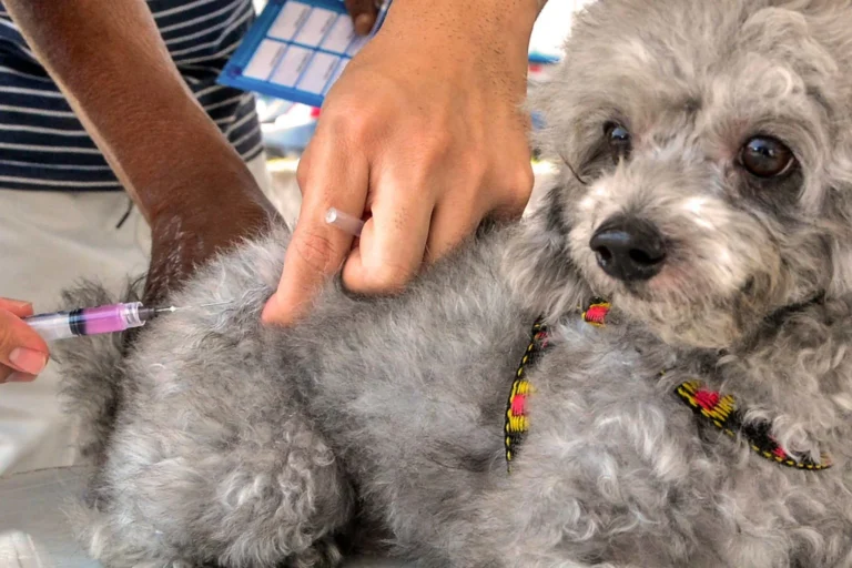 Dia D vacina cães e gatos em 135 pontos de João Pessoa neste sábado