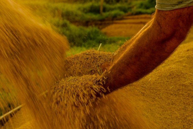 Medida provisória abre crédito orçamentário para aumento de estoques de
alimentos por causa do El Niño