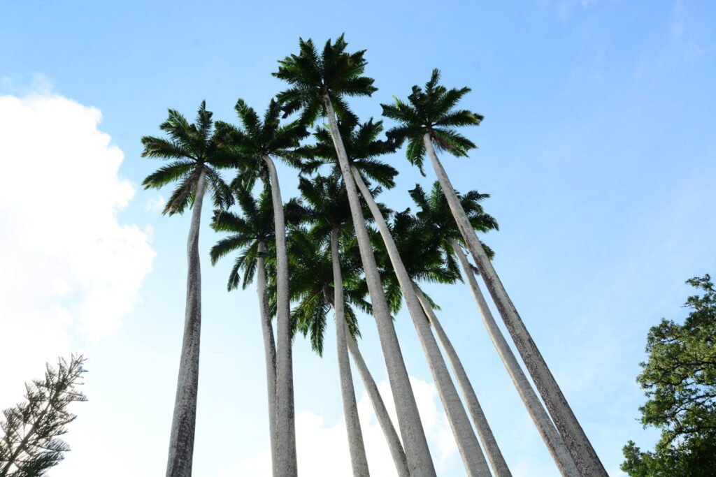 Parque Arruda Câmara preserva fragmento de Mata Atlântica e contribui para equilíbrio ambiental de João Pessoa Parque Arruda Câmara preserva fragmento de Mata Atlântica e contribui para equilíbrio ambiental de João Pessoa