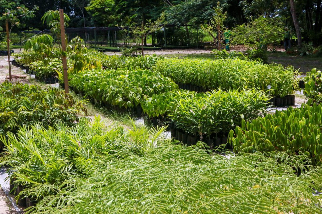 Semam plantou mais de 7 mil árvores e distribuiu 5,8 mil mudas de plantas nativas para a população